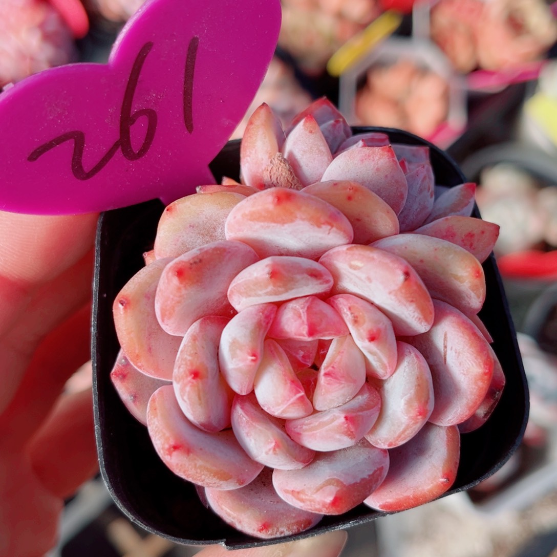 261号小老桩星影双头