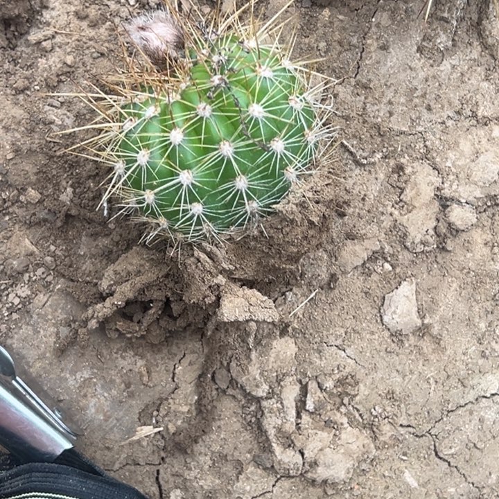 阳****?清清粉黛根带花4歪