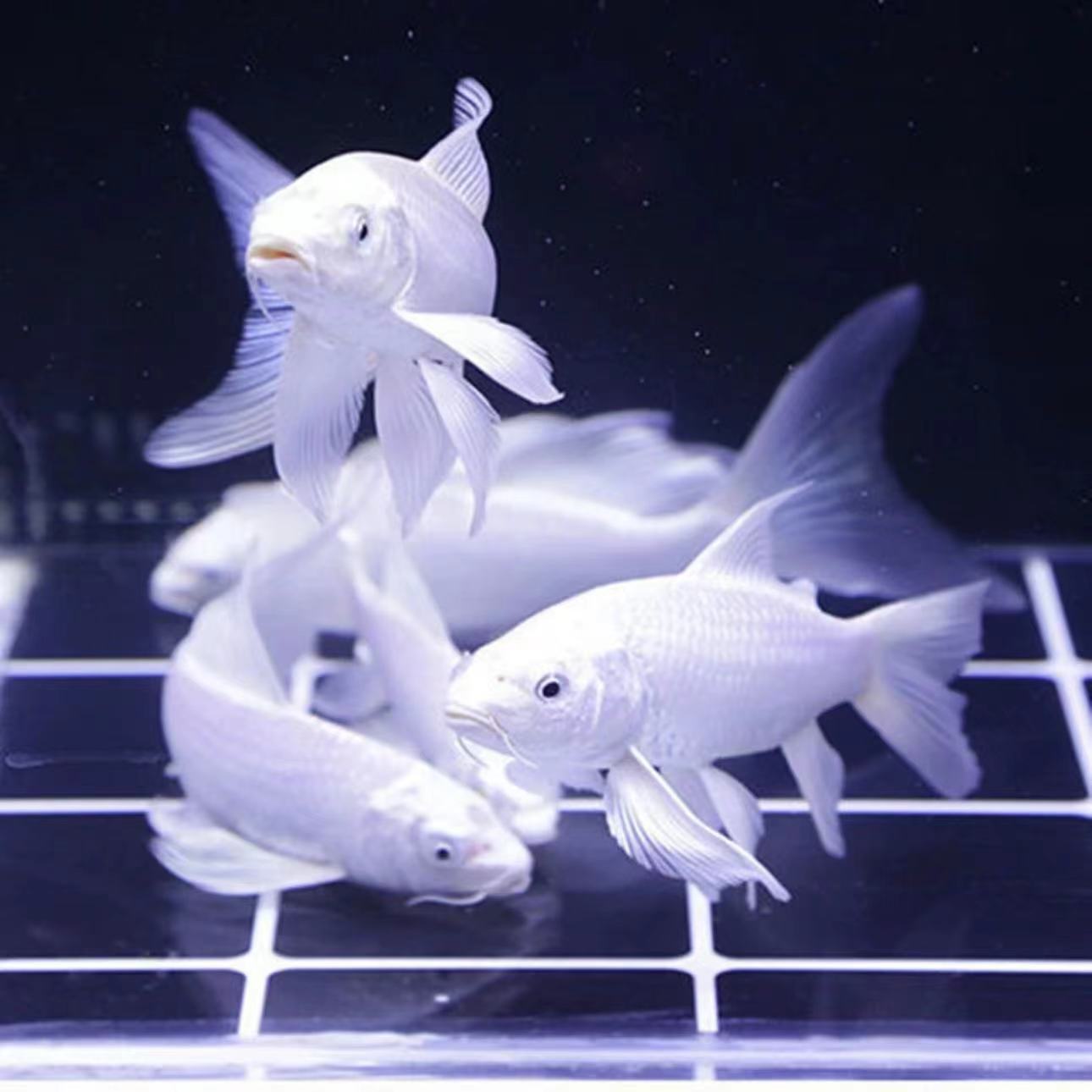 精品纯种蝴蝶鲤短身球体长身包邮不包售后