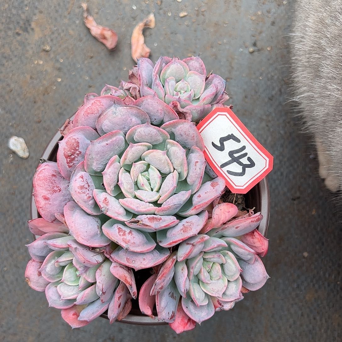 543雨滴老桩，一物一拍