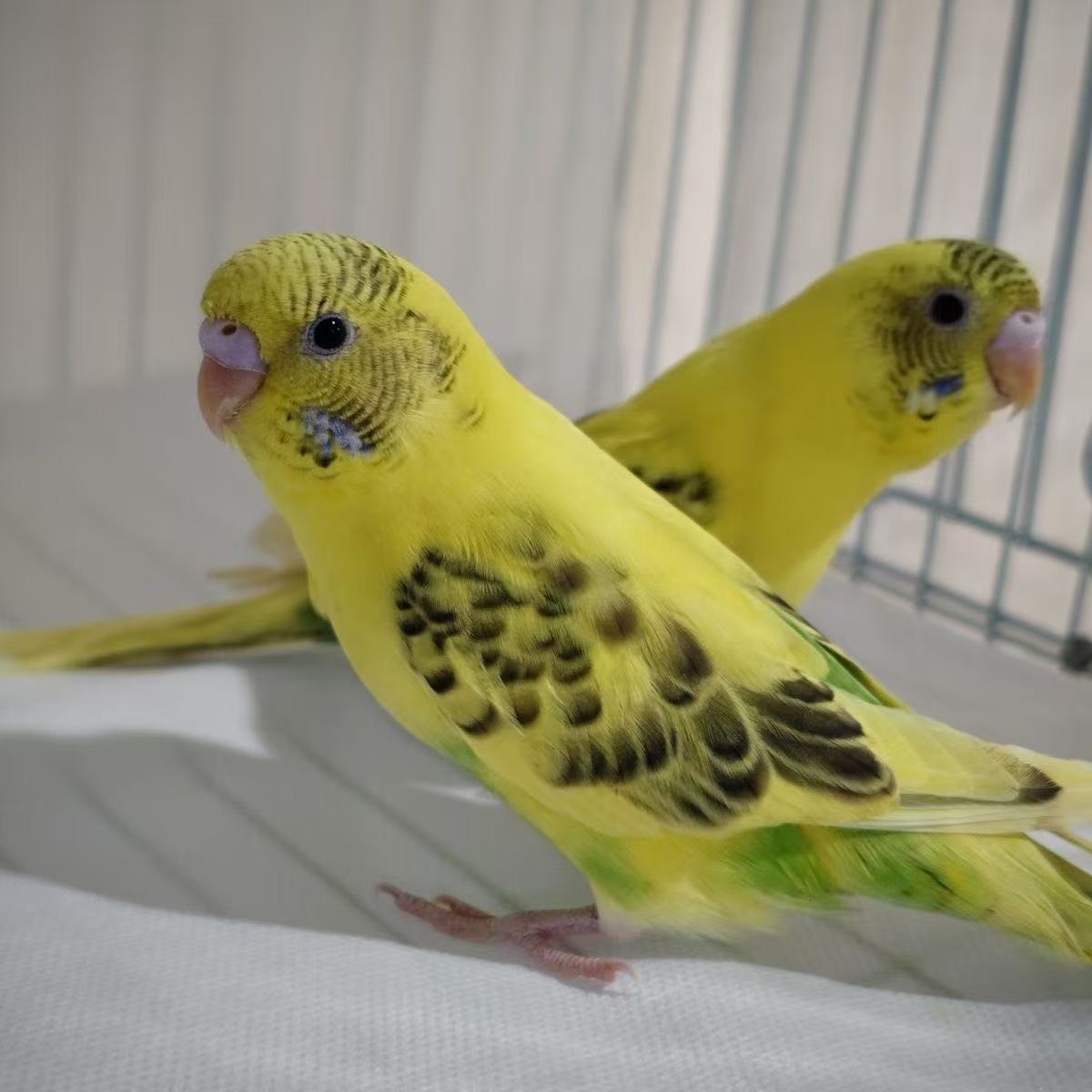 特价微瑕虎皮包邮包活可叫说话繁殖下蛋