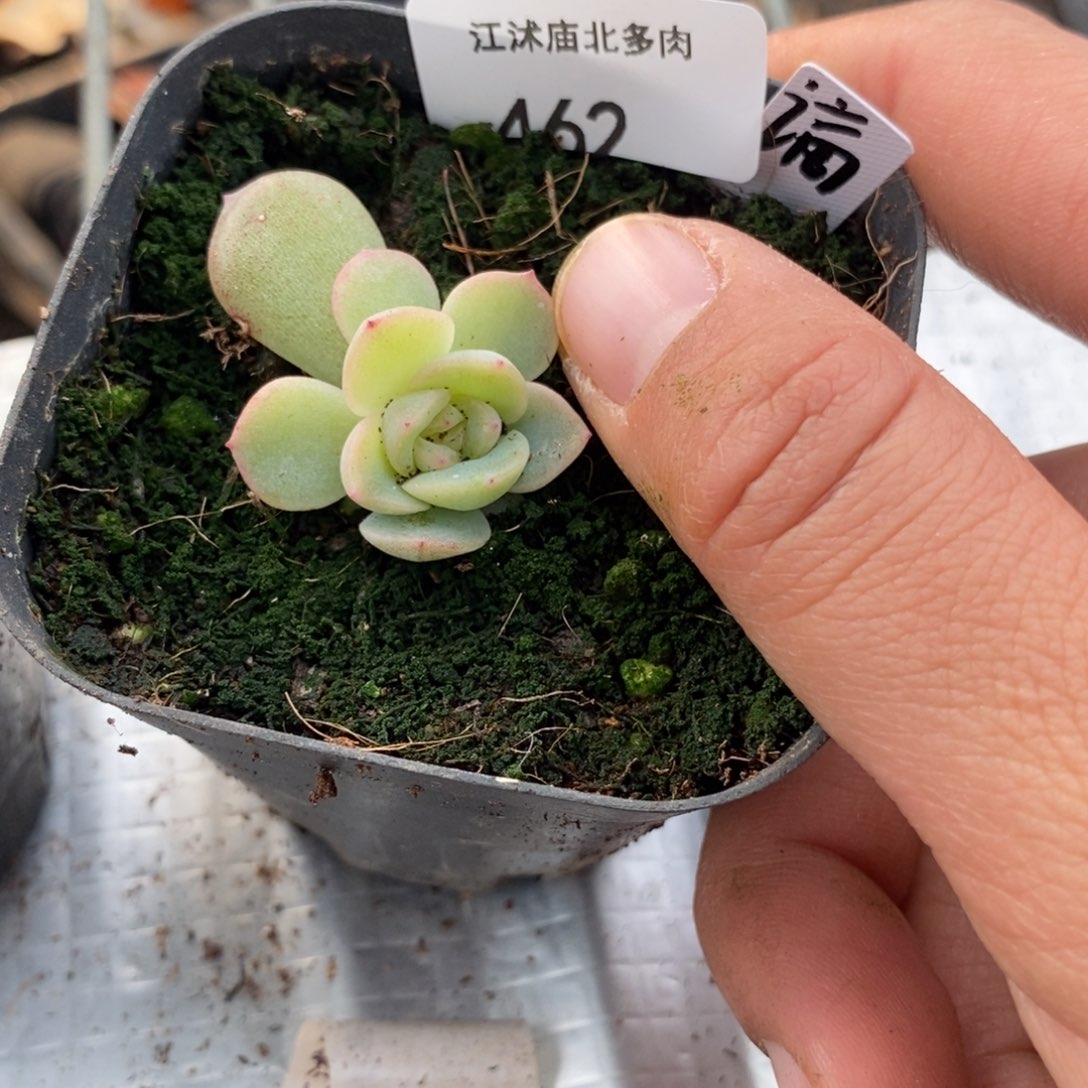 标签462谪仙一个多肉