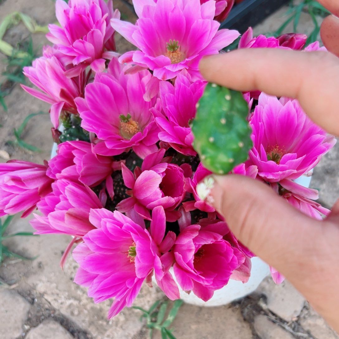 下1水仙情郎软2个无根侧芽2一3公分左右20包邮