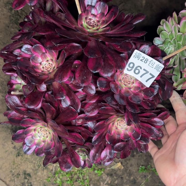 9677红金刚多肉植物