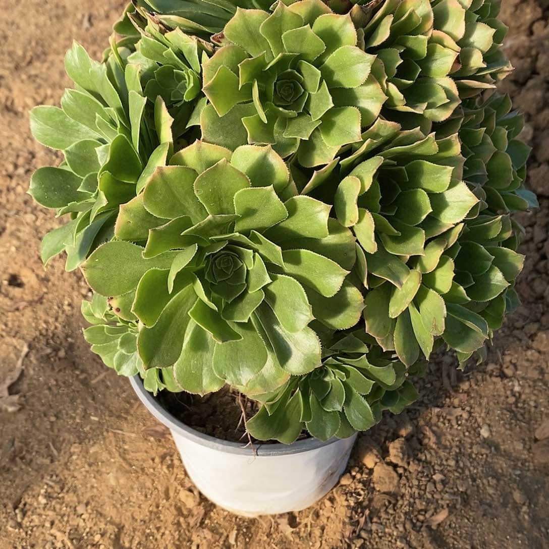 443知夏绿羊绒多肉