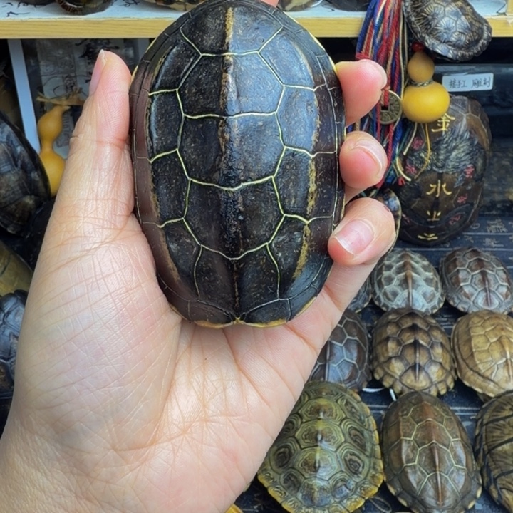 龙***影有机玻璃龟甲手把件