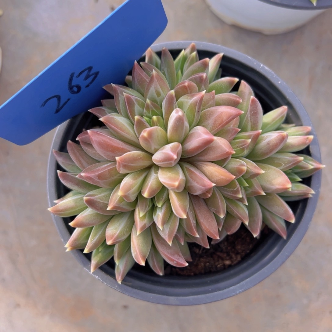 香玉等多种名贵的产品和服务