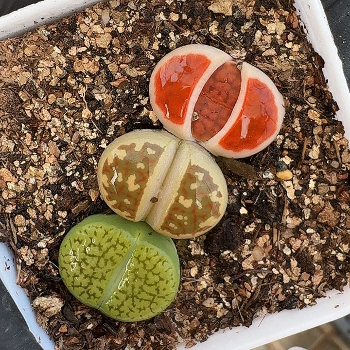 生石花1111。     76