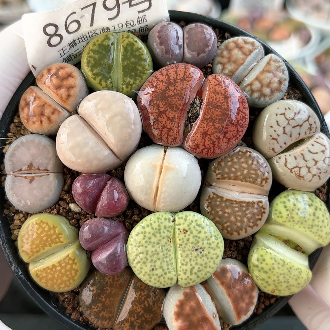 好养易活生石花大母本8679