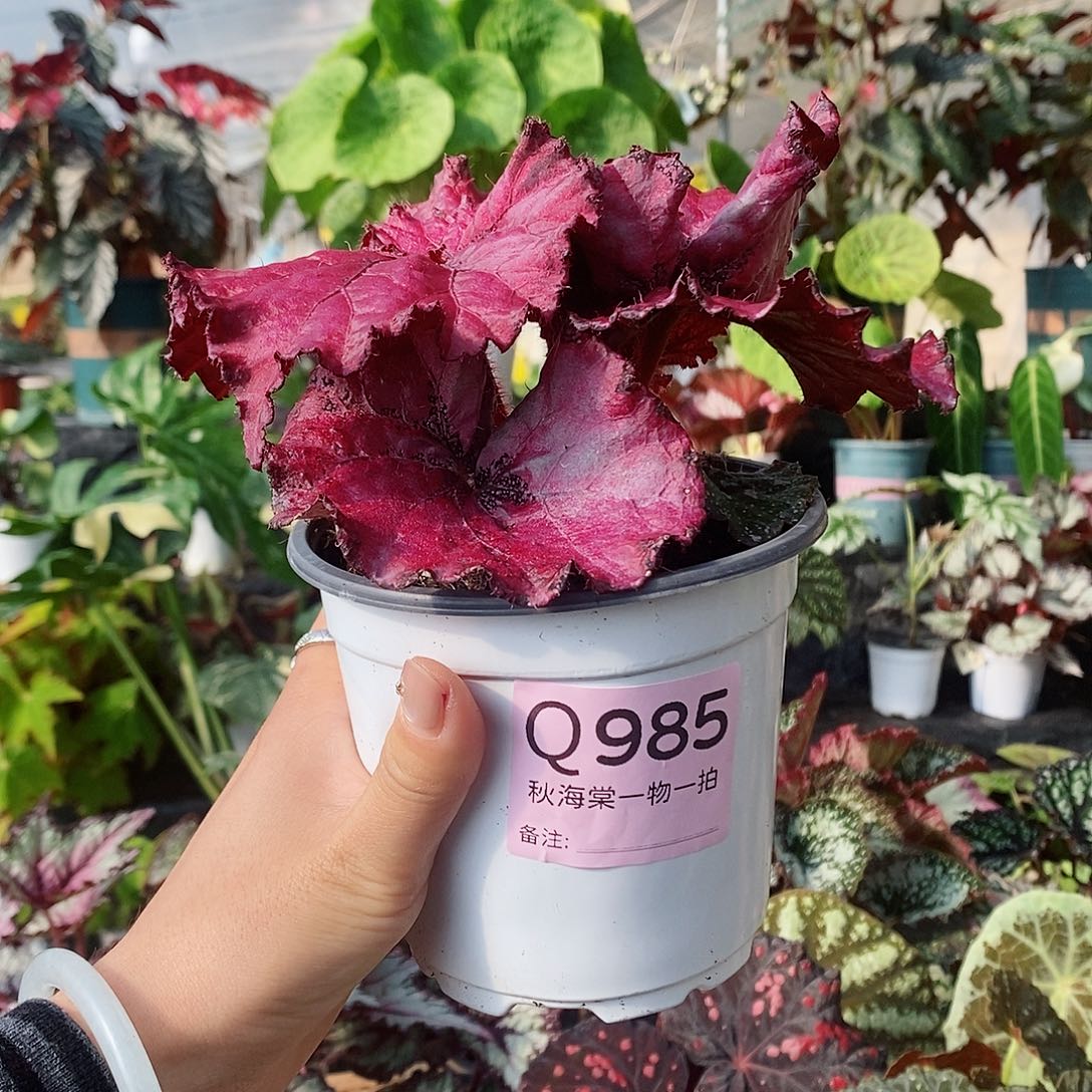 不开花植物马***O秋海棠985