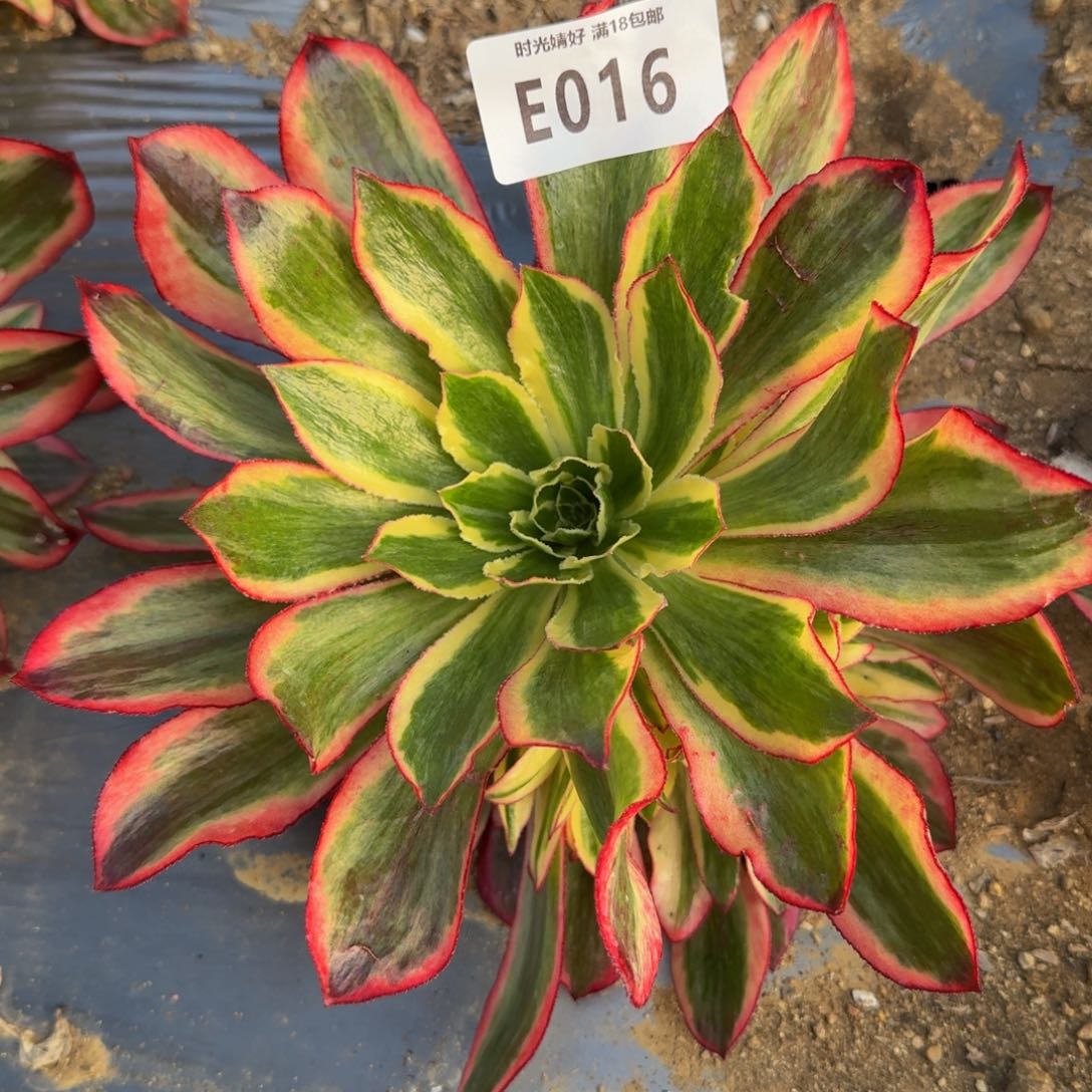 016魅影。多肉植物