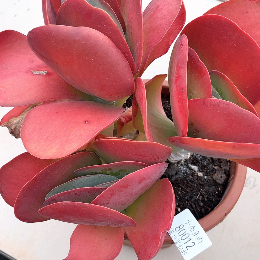 小杰家唐印80012