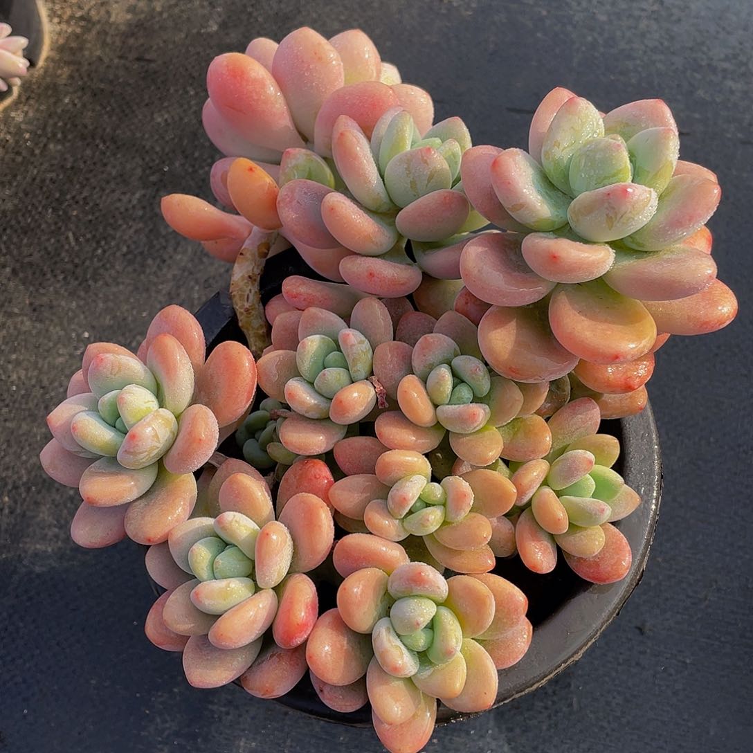 红洛神多肉植物2083