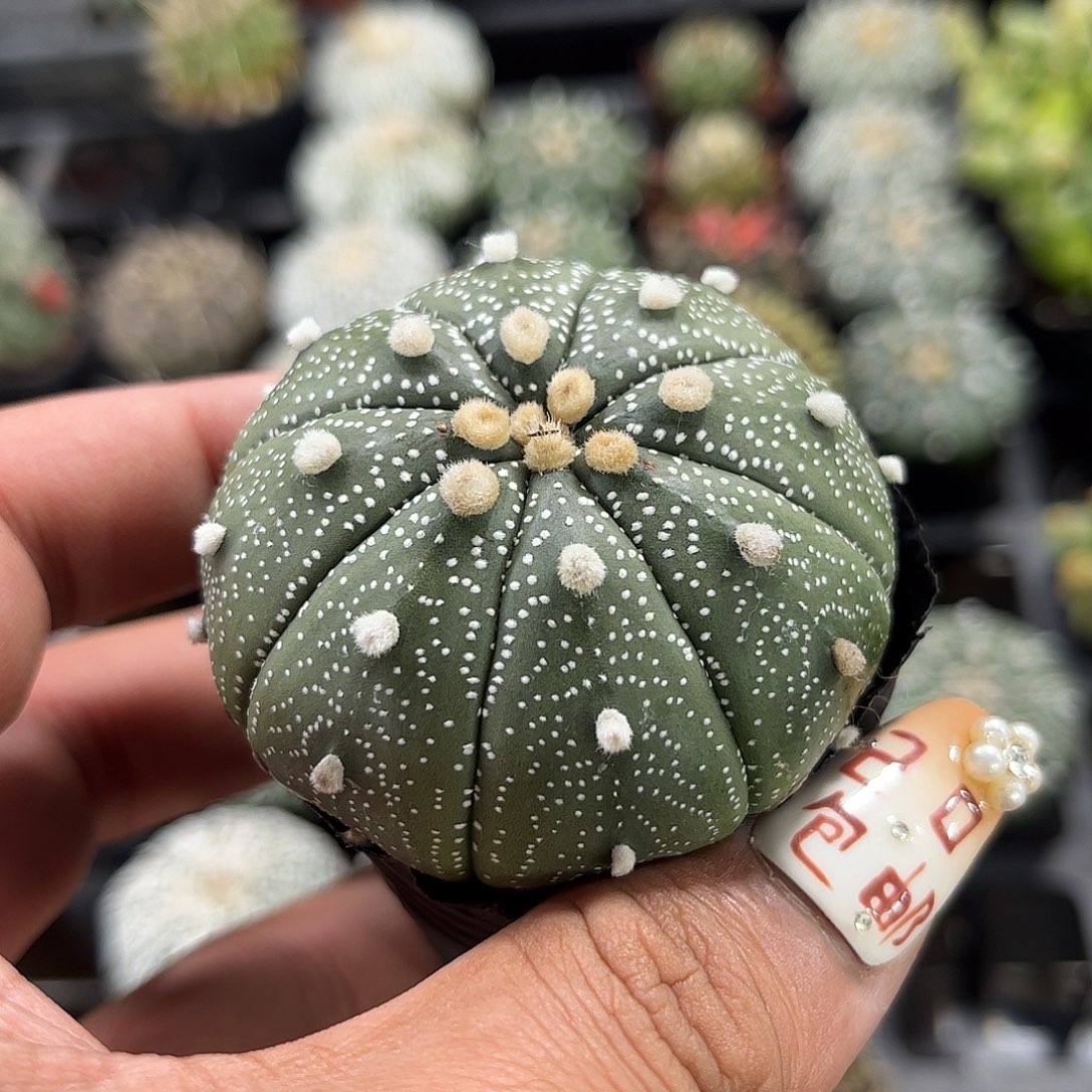 雪花兜单头发货单头