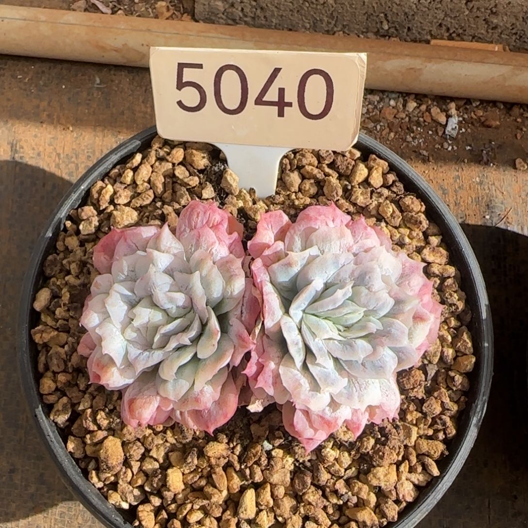 5040。   胖橘猫专拍泡泡纱裙多肉