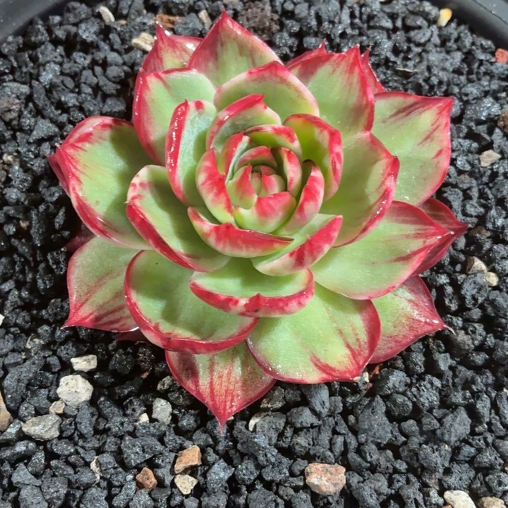 c***r多肉植物惊鸿仙子