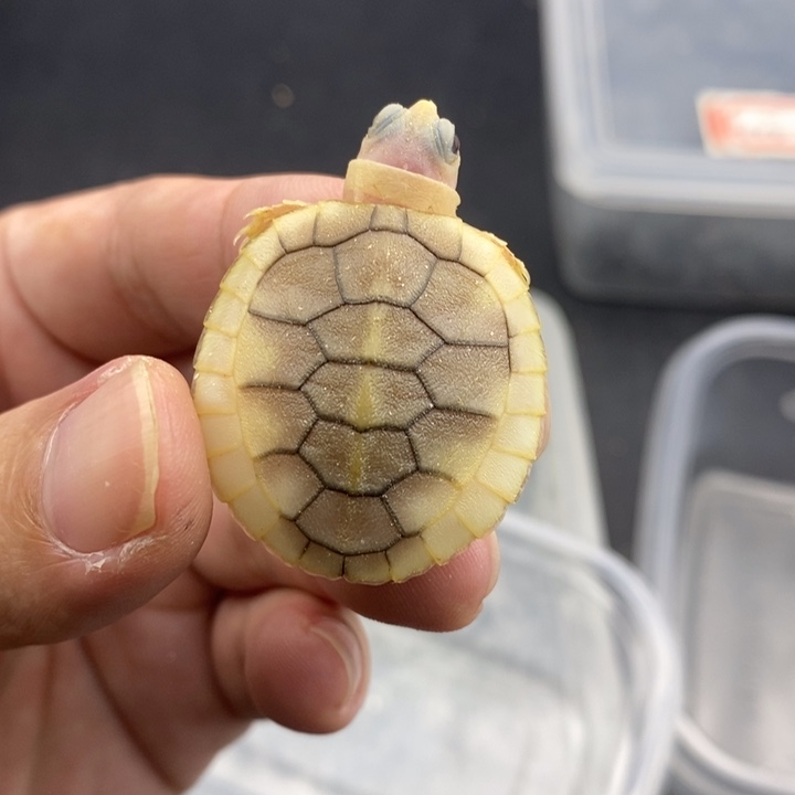 绿毛龟母666666666