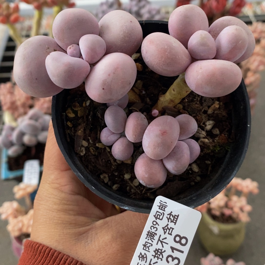 芭比奶酪318/8v m