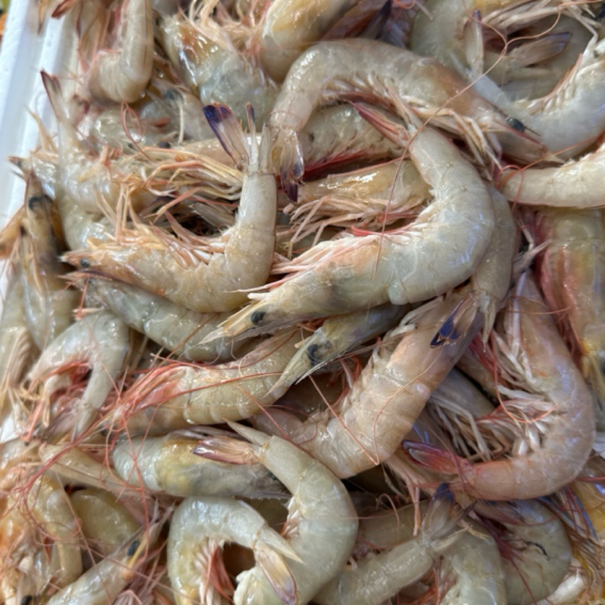 ［同城闪送］野生麻虾