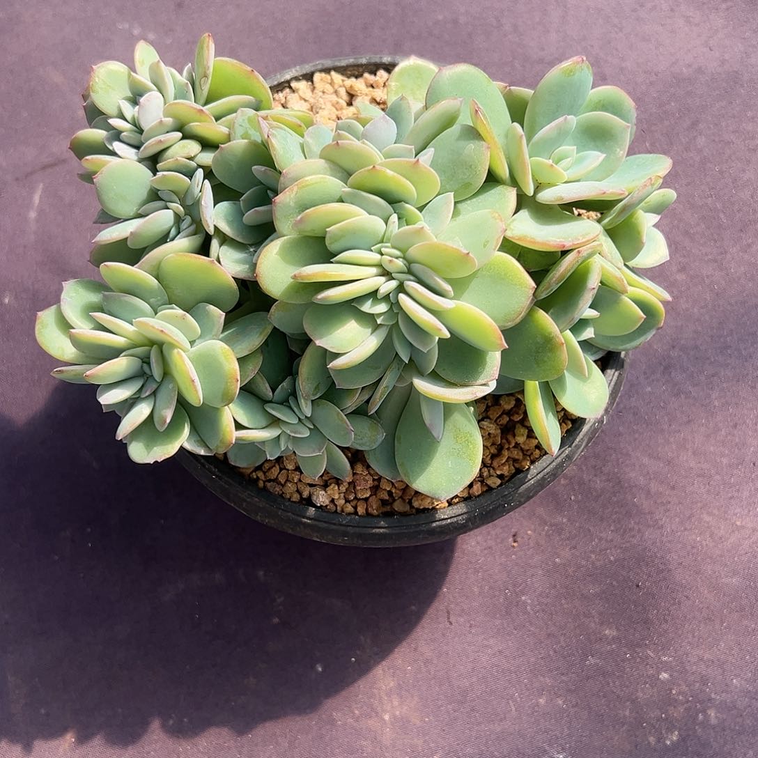 【闪购商品】白凤缀化