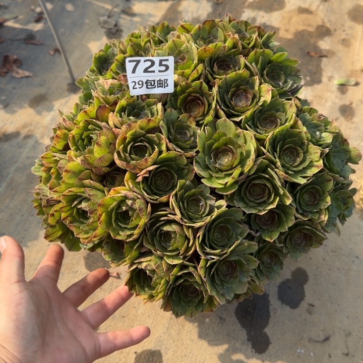 万拉……多肉植物……