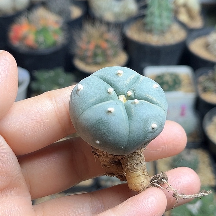 Kk乌海鲜实生球一颗3.5公分