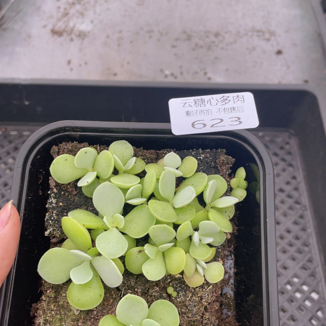 云糖心多肉植物623