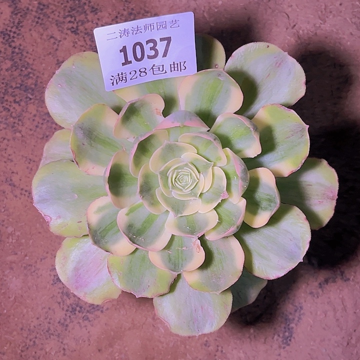 1037香炉盘白锦多肉老桩