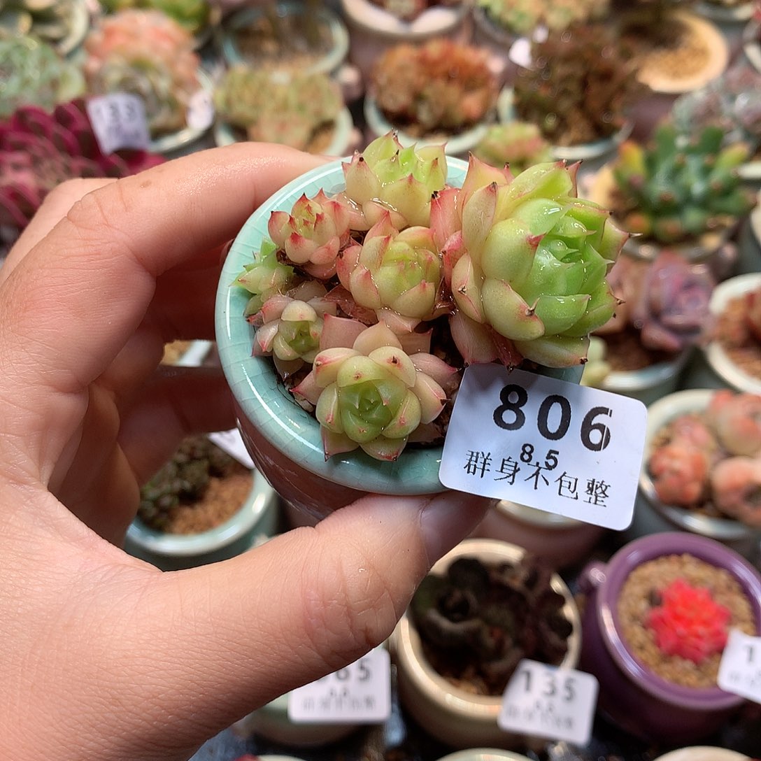 精控拇指盆8.5806