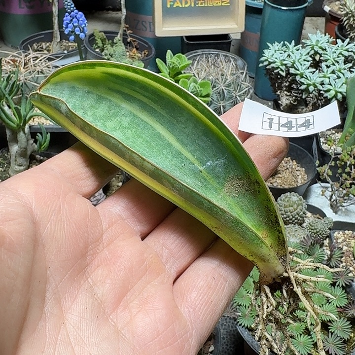 可***米144宝镜锦脱土发货