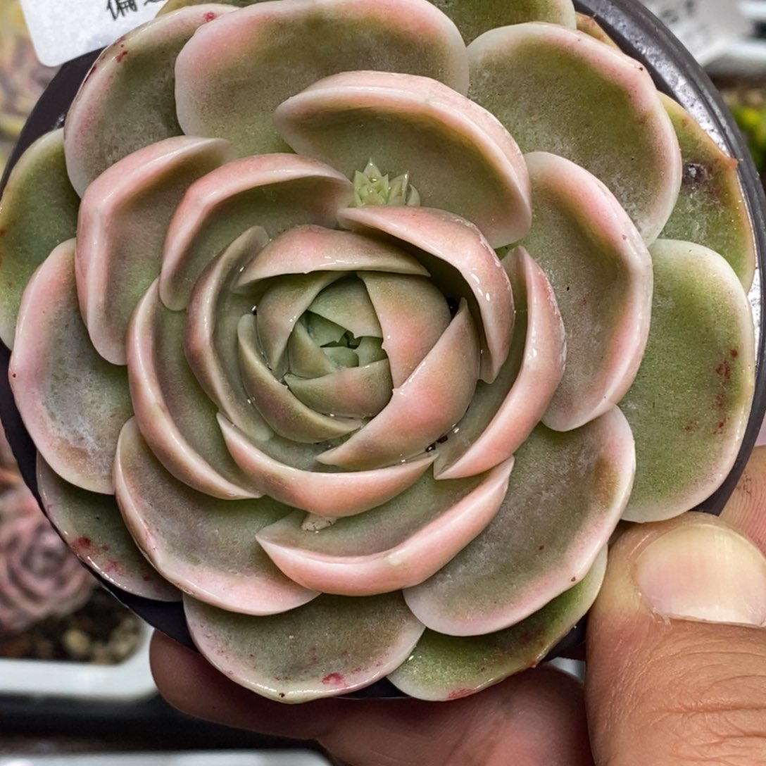 1110蓝色惊喜锦 小方花圃一物一拍