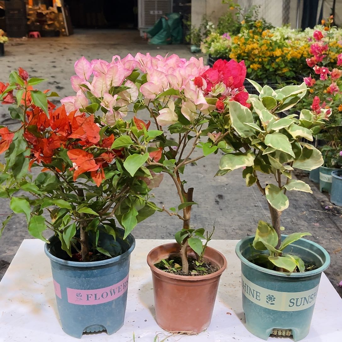 大部分花苞少量开放热火桑巴，五宝，孟加拉红