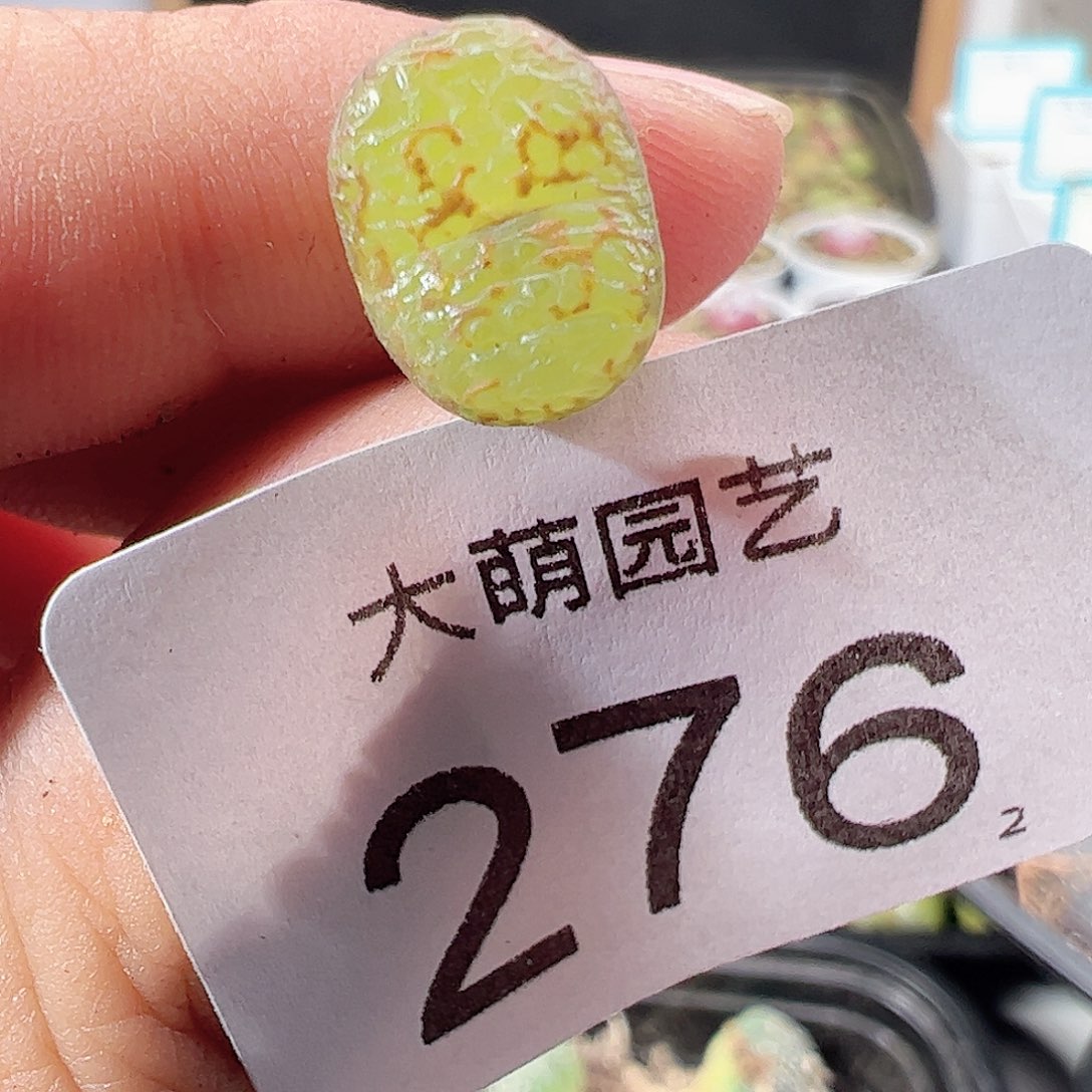 0000276 肉锥一物一拍……