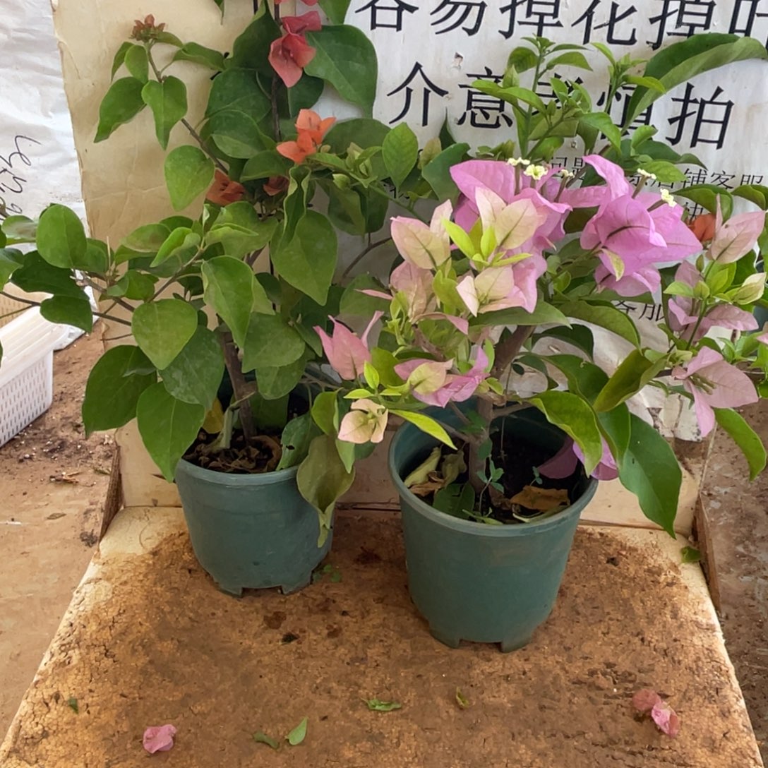 当前无花栽培后可以开花21h2
