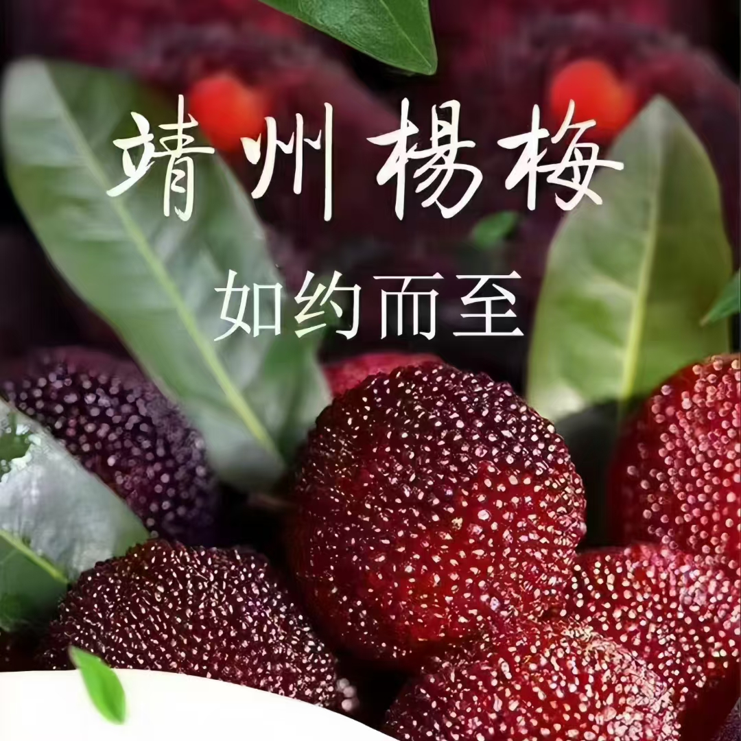 靖州杨梅（乌梅）当季时今水果，现摘现发，保鲜冷链速运。