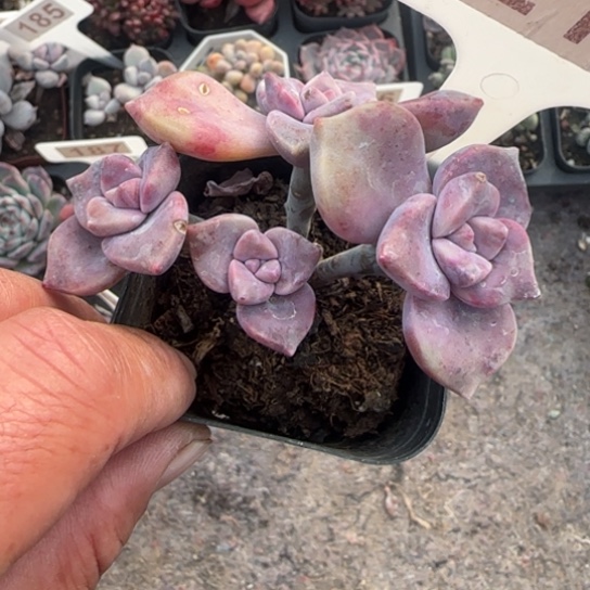 215紫乐多肉植物多