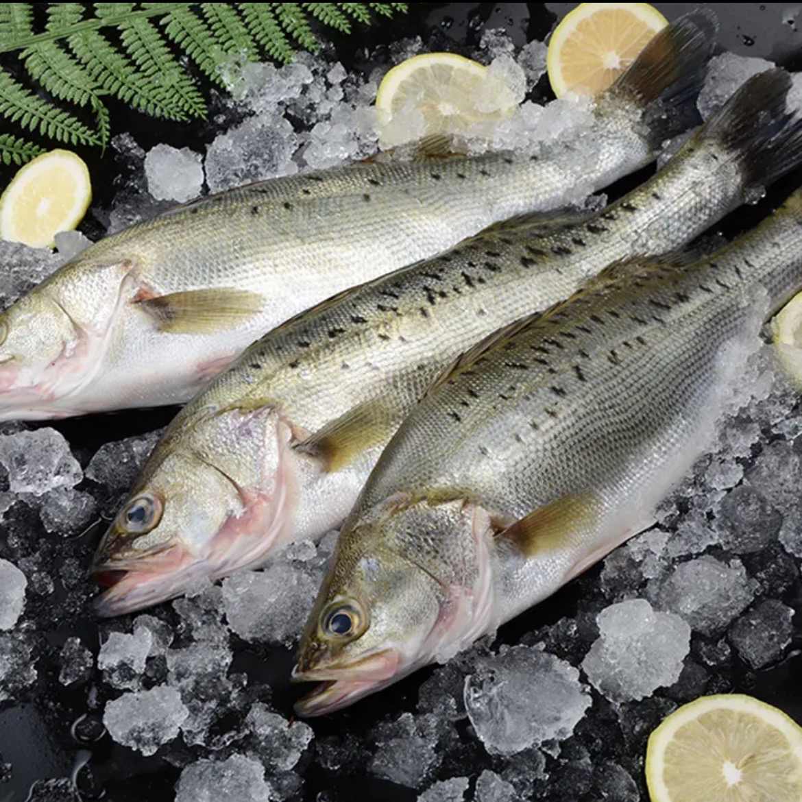 一口鲜 深海鲈鱼 保证净重5斤 每条1斤左右 到手5条
