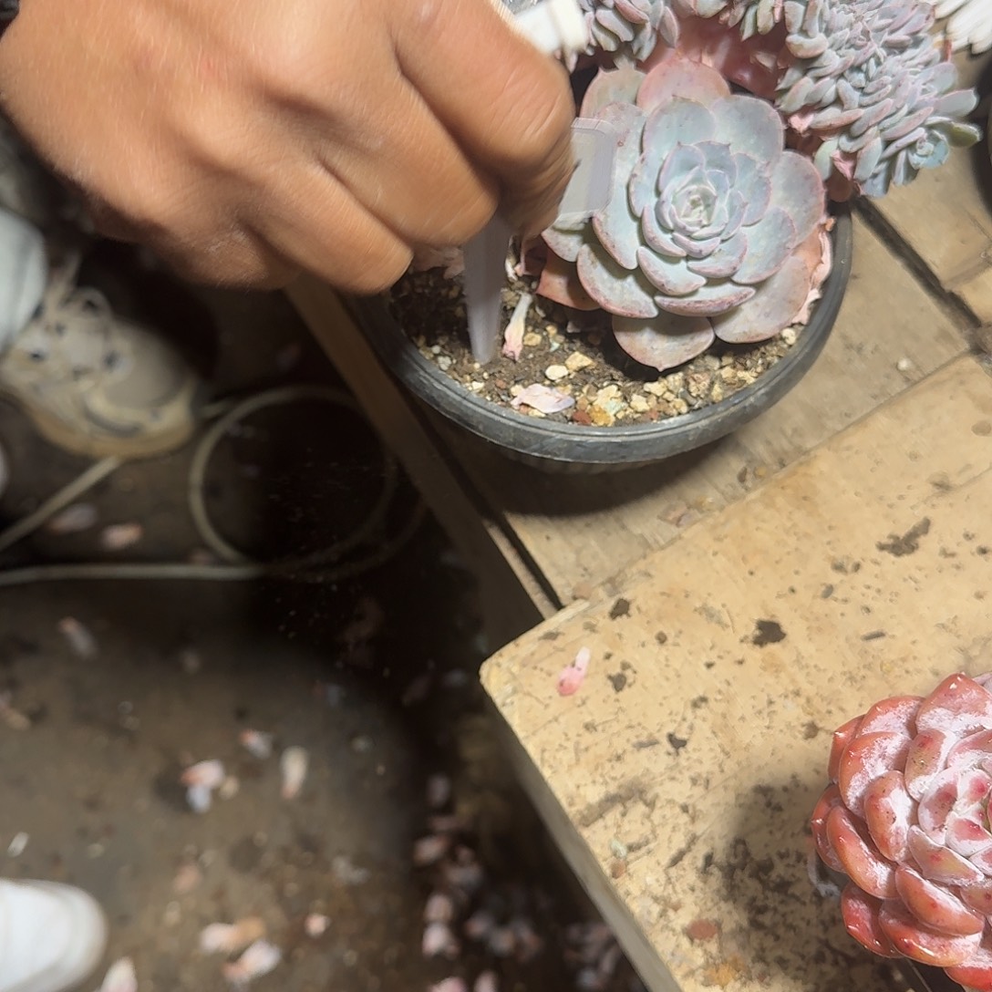 ****猪997海棠花一个一物一拍即