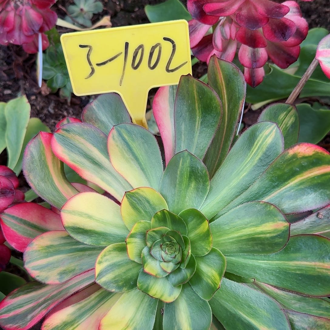 3+1002---多多头多肉