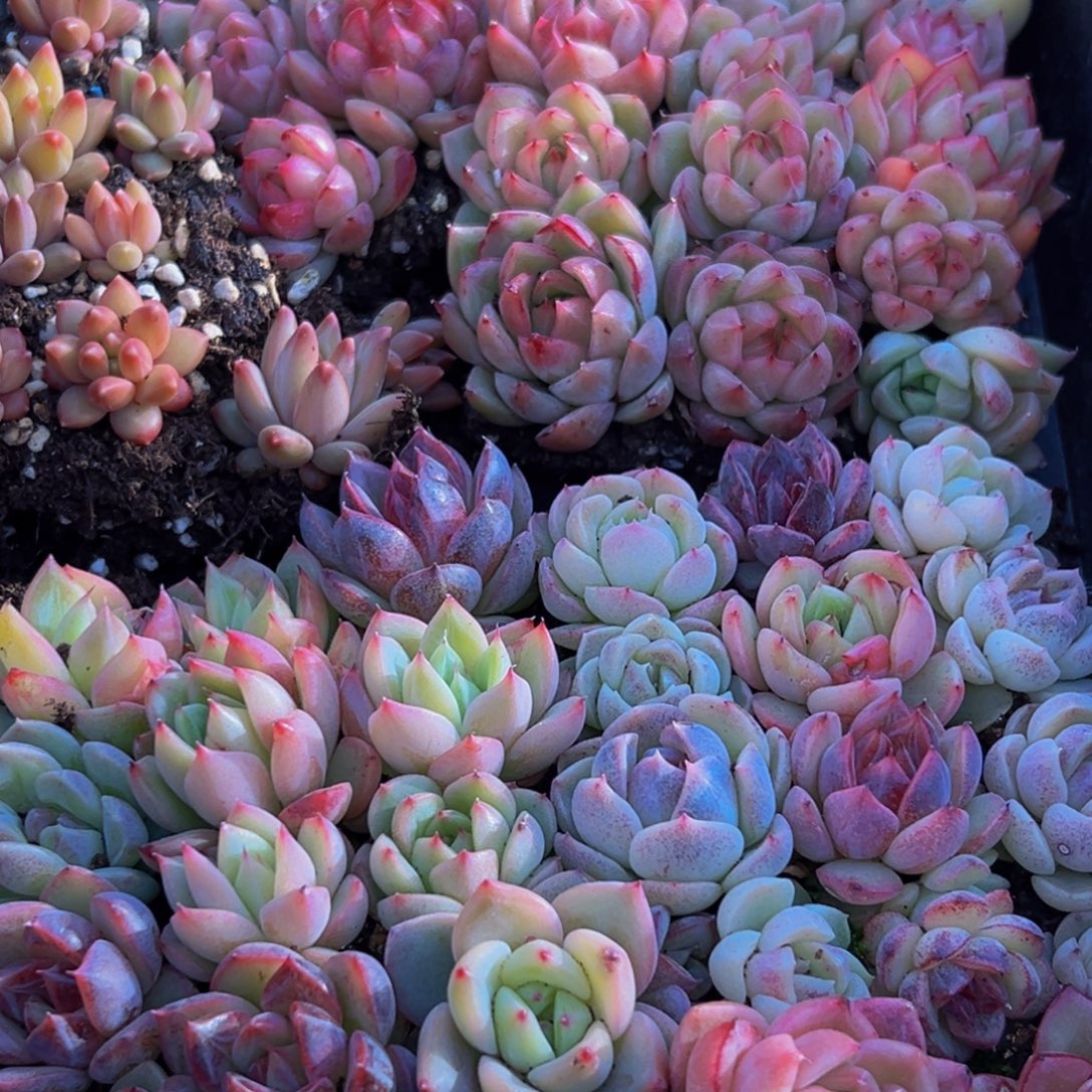 921多肉葡萄的味道是真的