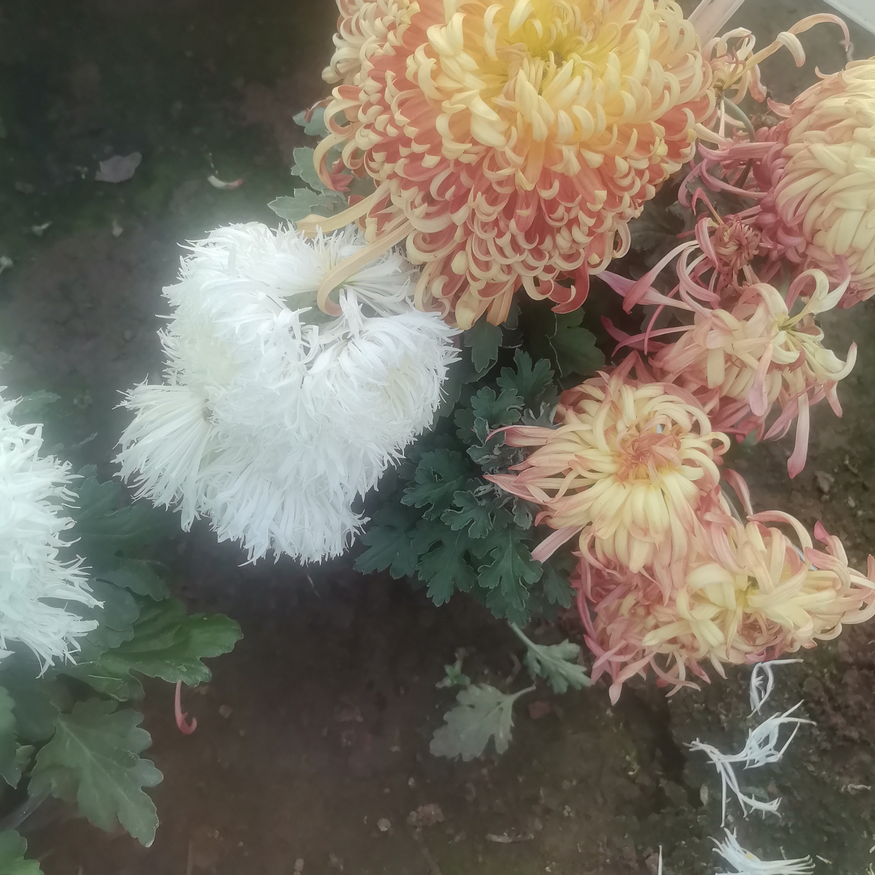 根苗必带白色云隐玉龙断指掉苞不售后。