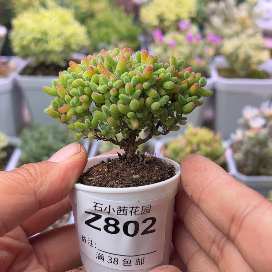 多肉植物枝干蜜橘糖球