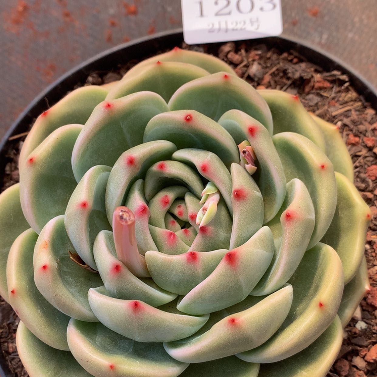 【闪购商品】云1203