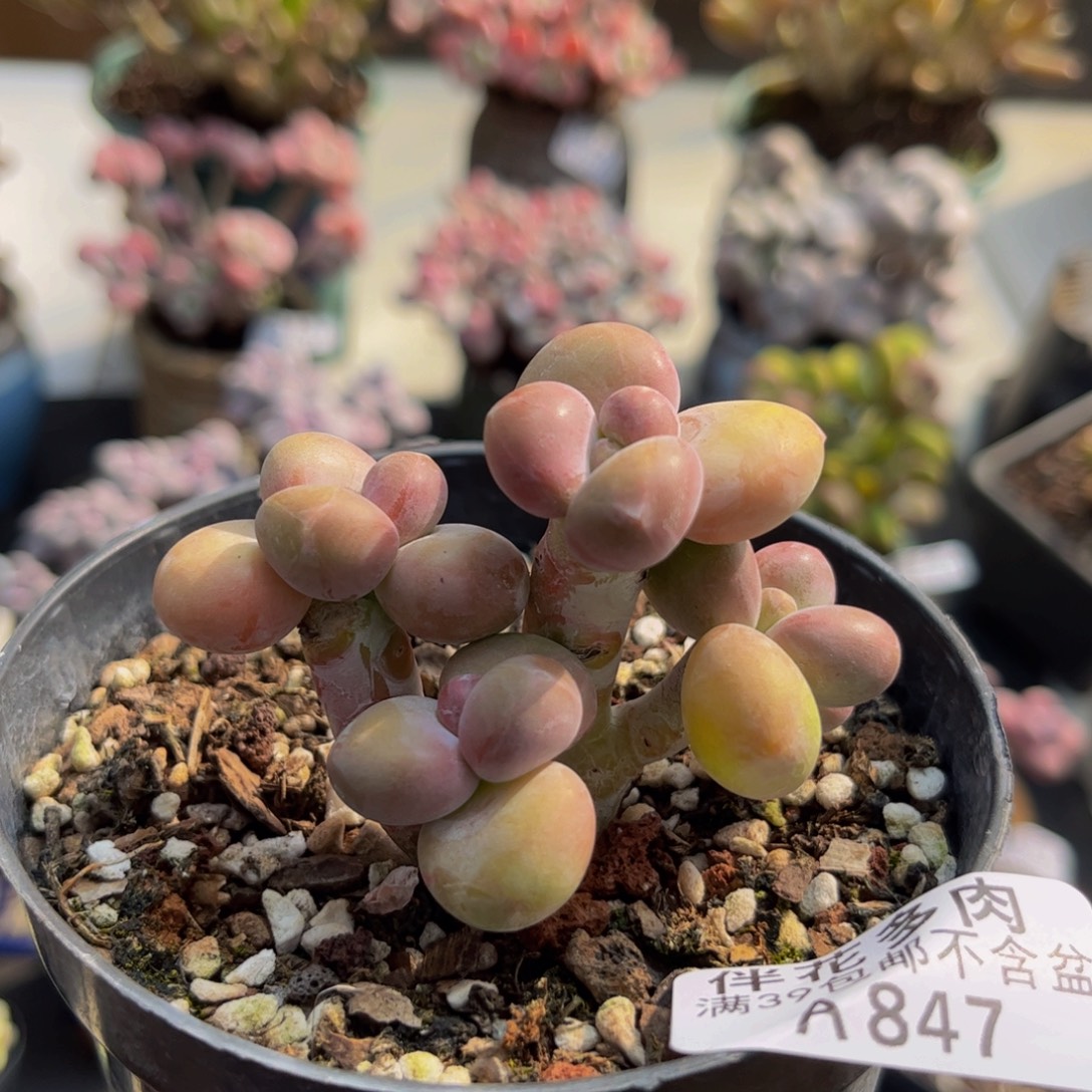 847/6cm芒果kk奶多肉