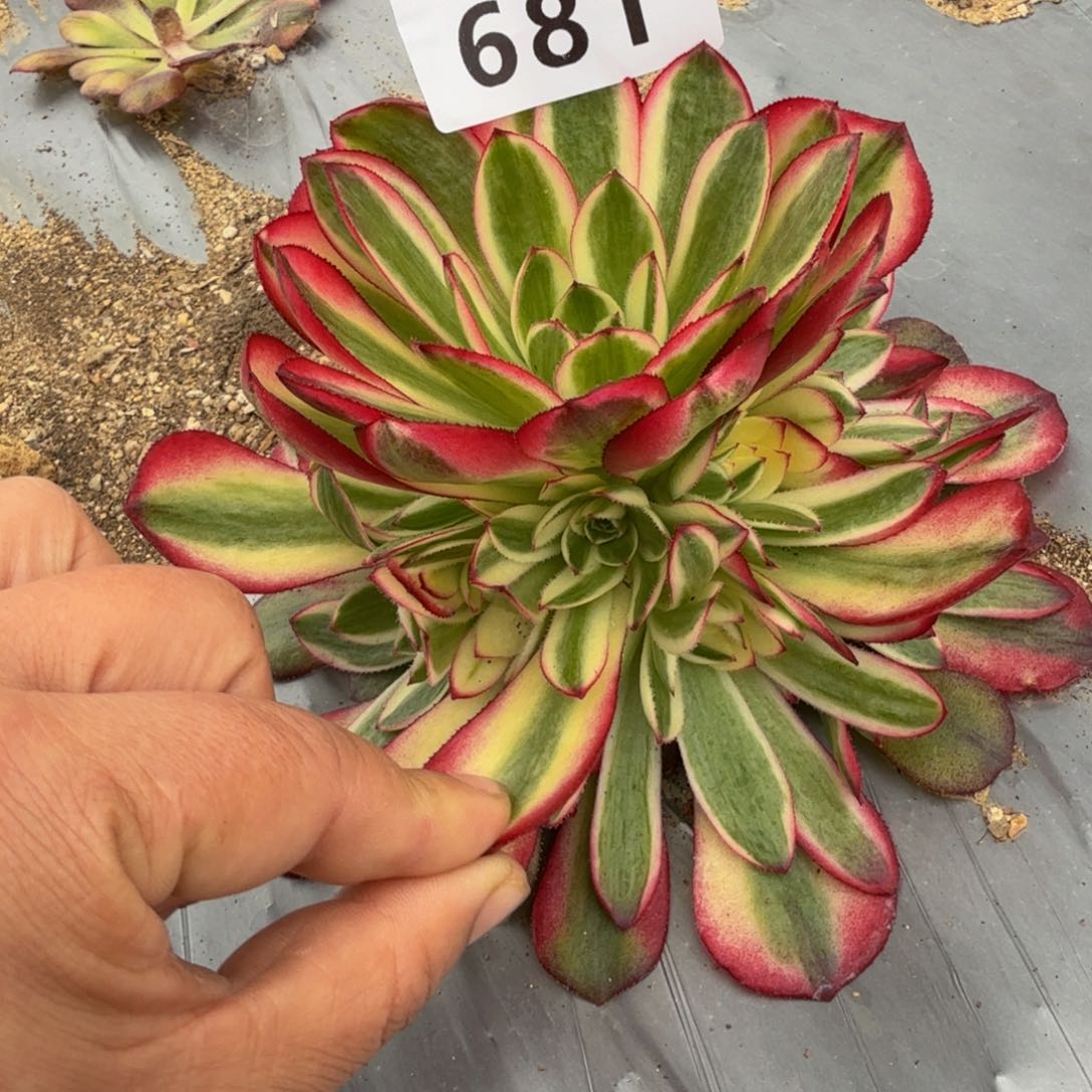 681荔枝。多肉植物