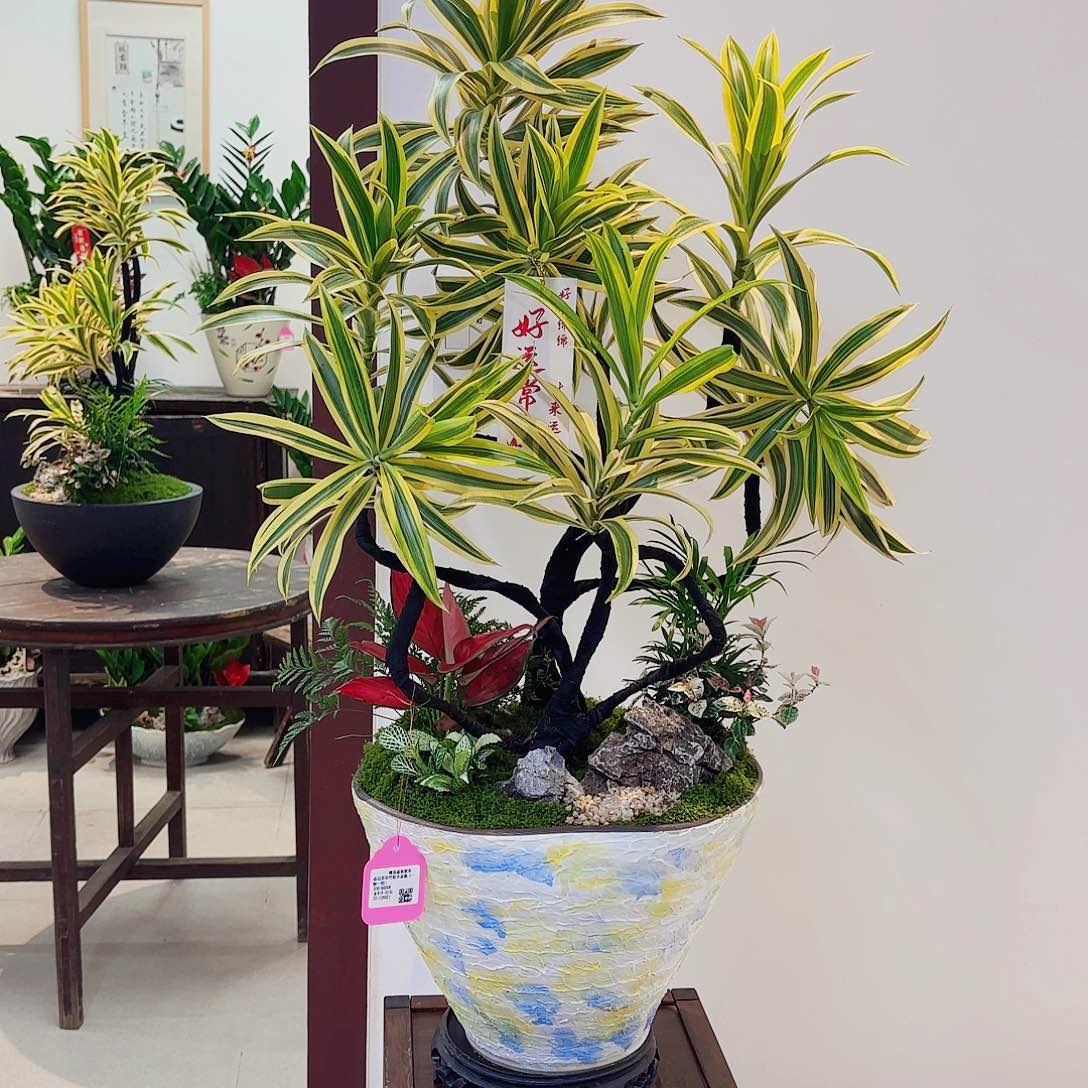 无花朵唯*高端盆景一物一拍