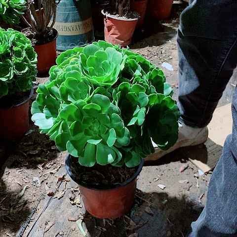 柠****绿羊绒法师盆栽植物31