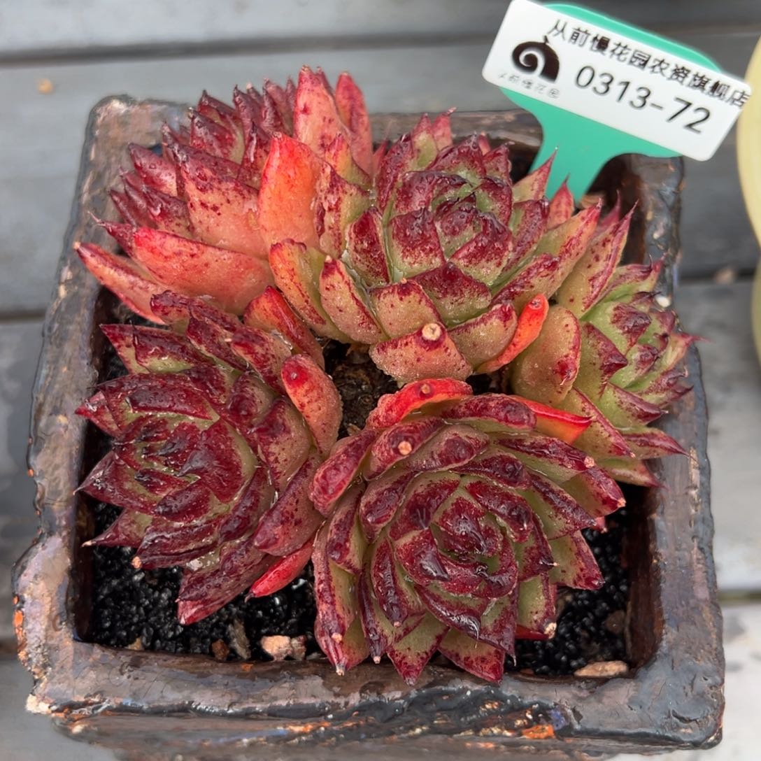 从前慢多肉精选编号0313.72