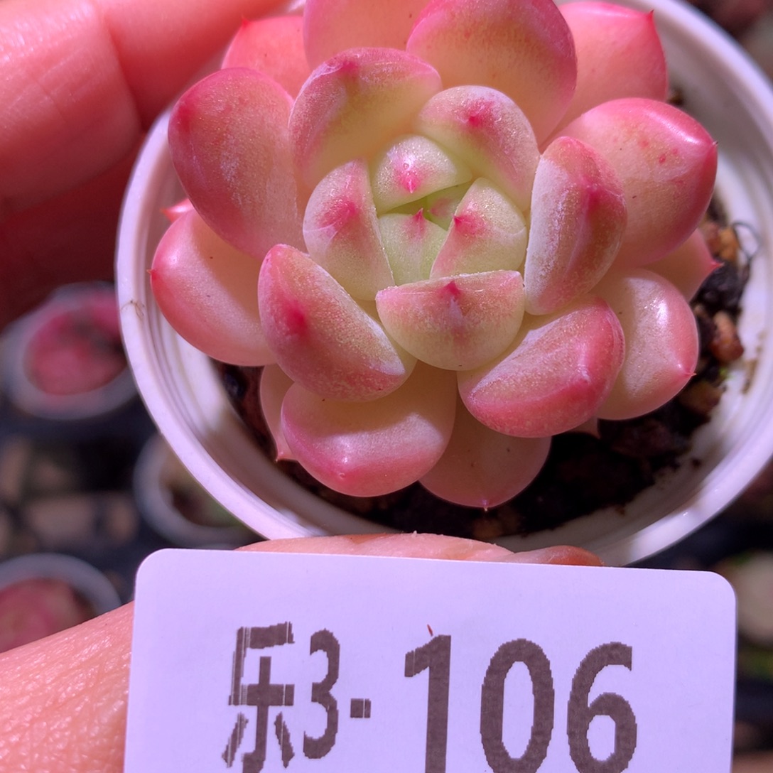 乐然 3-106 新品 