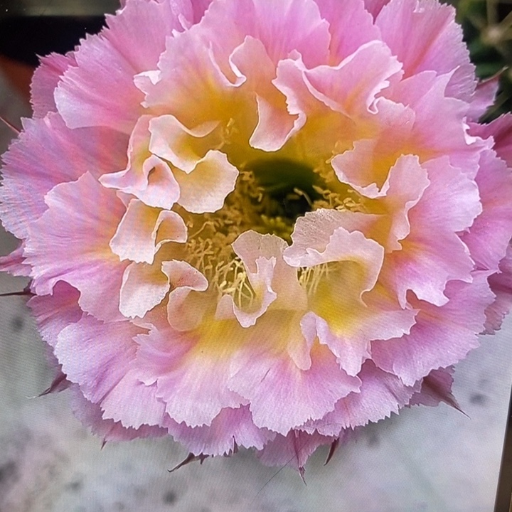 彩草妩媚侧芽4公分左右